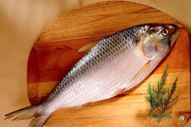 最昂贵的食用鱼类排行榜_手机搜狐网