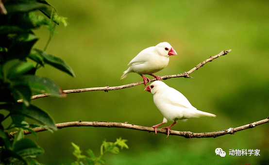 很少有人第一次看到白文鸟而不喜欢它,红嘴儿白身儿粉爪儿,是白文鸟的