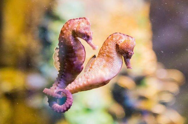 不过,海马家族中也有长得非常袖珍,且十分呆萌的种类,比如巴氏豆丁