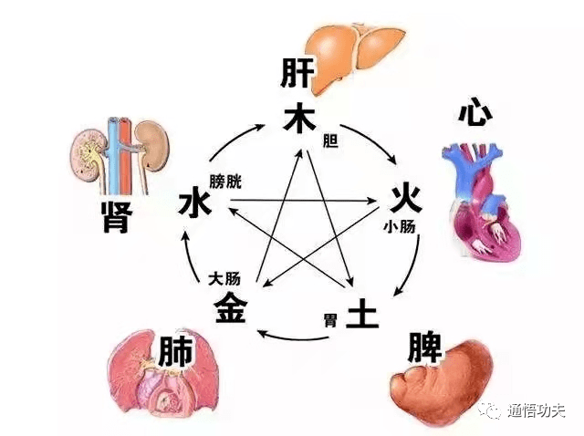 人体脏腑五行养的好|身体就会棒棒哒