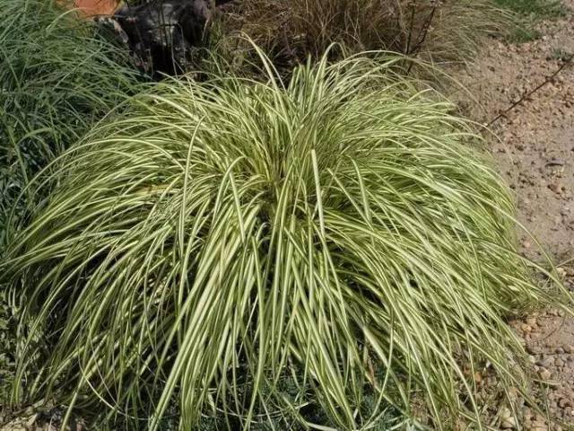 100种·常用花境植物汇总