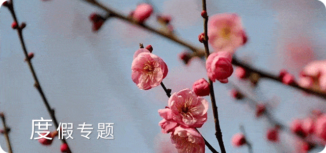 而且比起以上两家酒店,城中香格里拉的性价比也是一大诱惑力!