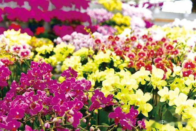 "线上花市"助力蝴蝶兰年花销售 |"2021年宵花"专题