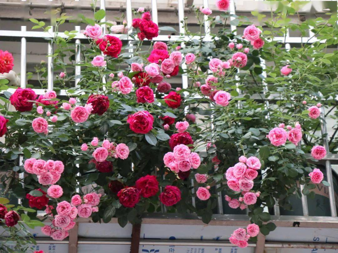6位花友帮你实现花园梦_月季