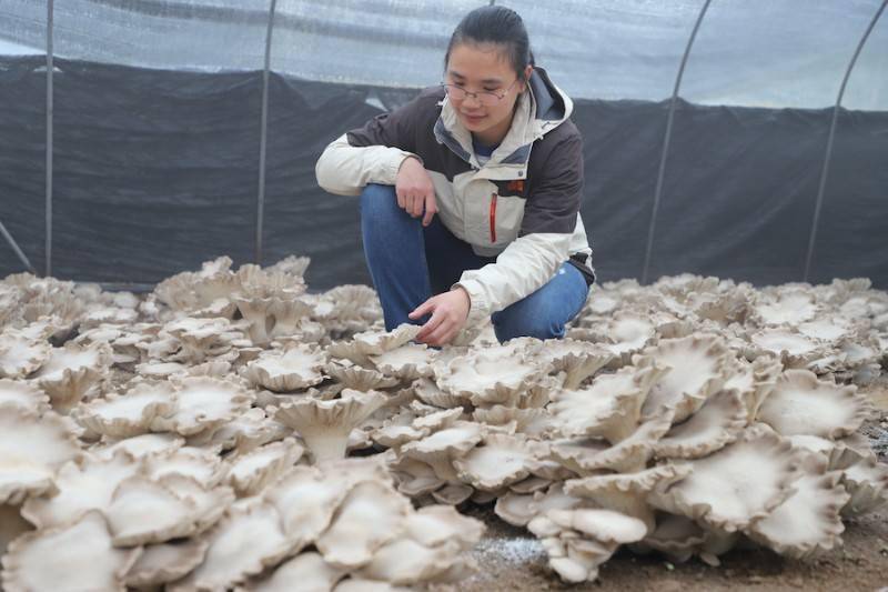 三个人才能抱起桂林灵川大棚长出一朵50斤重的灵芝菇长度近一米