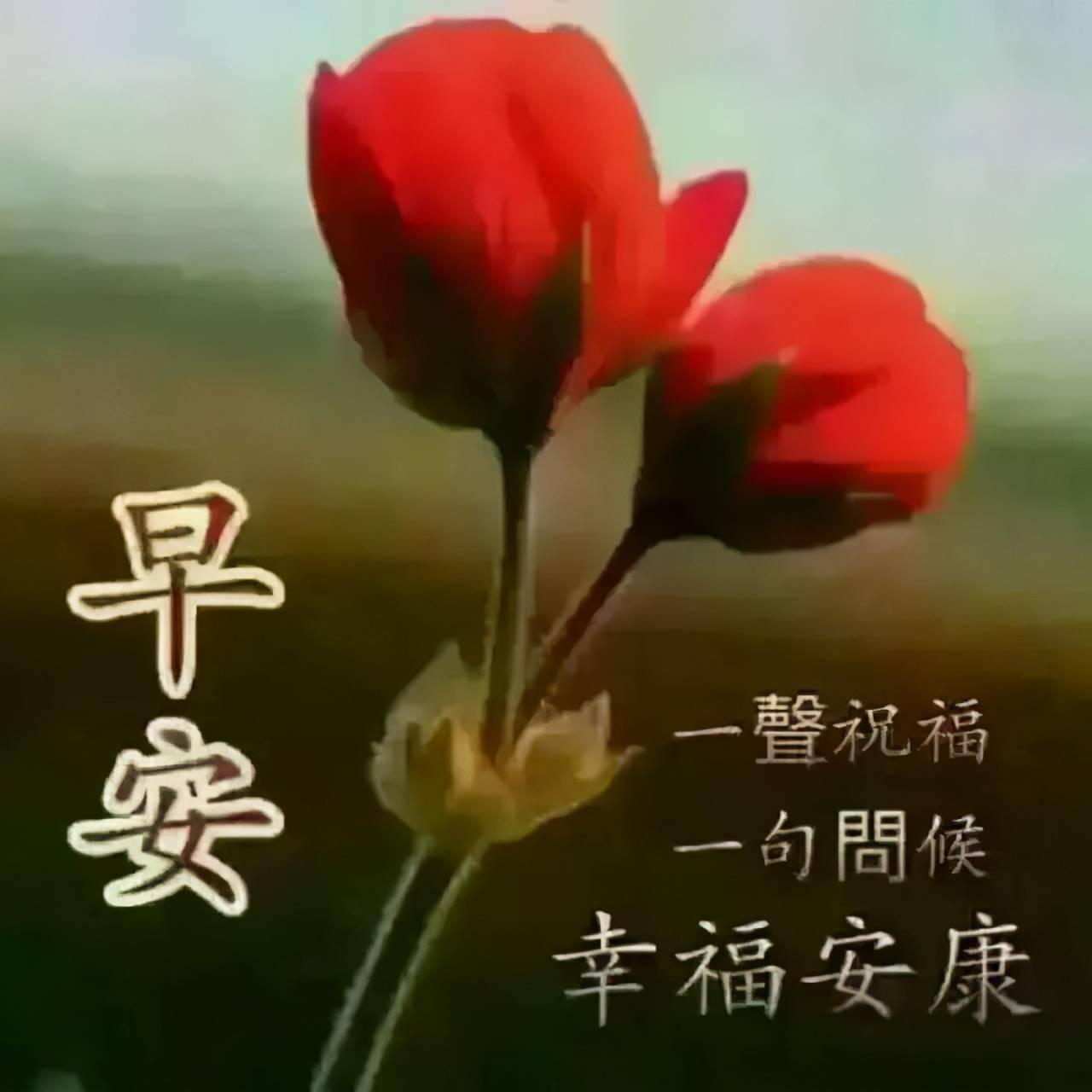 人生要活得像向日葵一样,天天阳光相随,早上好