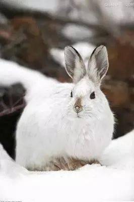 动物图册雪兔