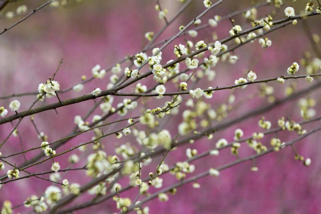 苍南金乡梅峰公园梅花盛开