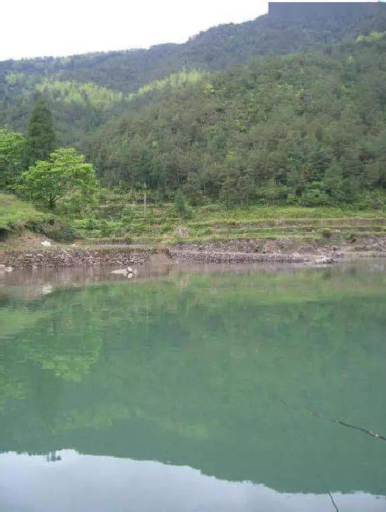 深山水库钓鱼,这里的鲤鱼全是红色的