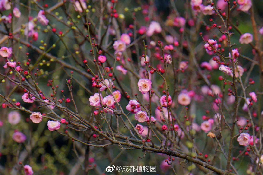 红梅盛开,成都最早的春色上线啦!