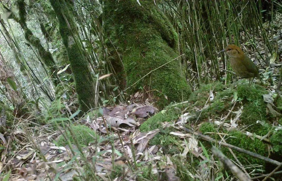 视界红河州的这些奇珍异兽当地人都不一定见过