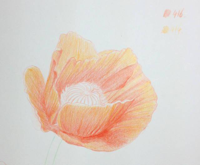 彩铅植物:教你画危险又美丽的罂粟花
