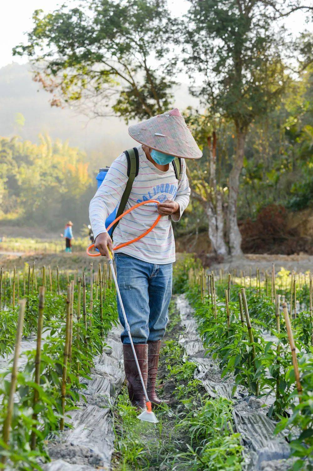 农历新年将至,新华社记者带你去白沙田间地头,播种希望的种子