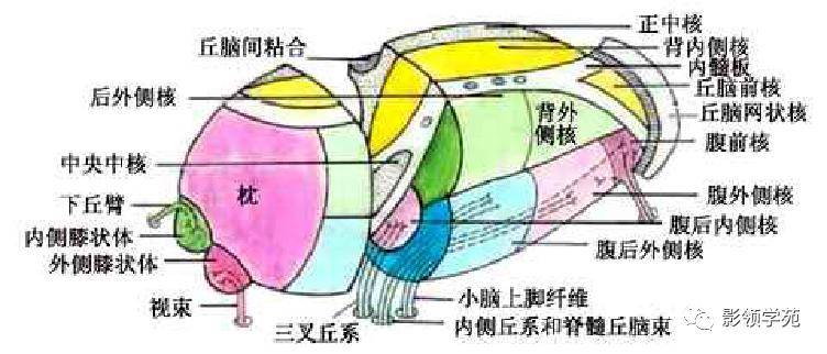 皮质核束是从中央前回下行到脑干各躯体运动核,皮质脊髓束是中央前回