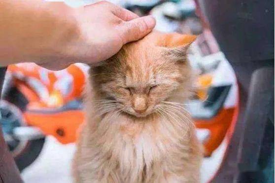 "猫咪犯错后,铲屎官千万不要打猫咪"