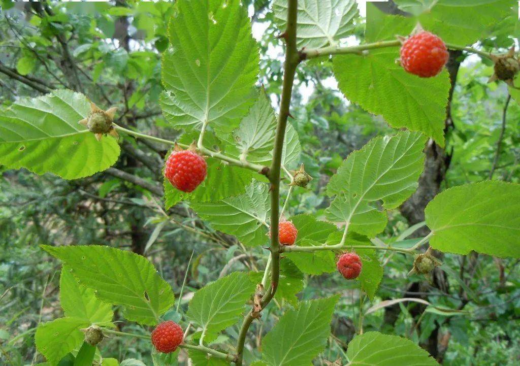 覆盆子的原植物是华东覆盆子也叫掌叶覆盆子,它和山莓都是小灌木,但