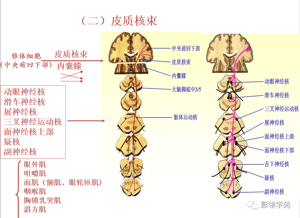 基底节-内囊-丘脑解剖