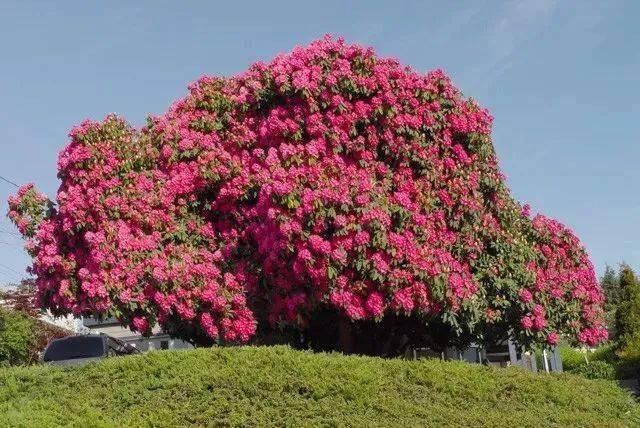 这棵花树是1889年种植的,一直守护着这个小镇.