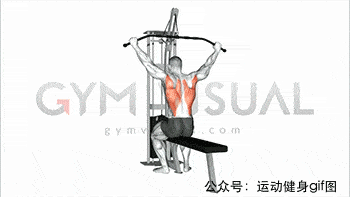 23张肌肉动图谱告诉你,全套背部肌肉怎么练