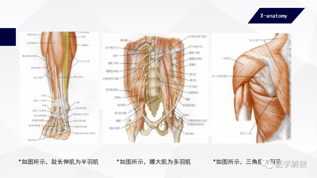 人体解剖学运动系统骨骼肌