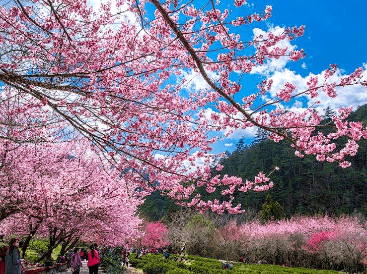 2021新年如约而至 又是全家出动,赏花郊游的大好时节 新丰樱花峪又