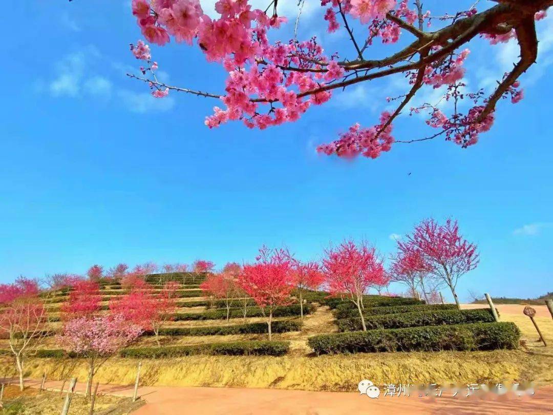 春节初三自驾南靖紫云山庄赏花一日游