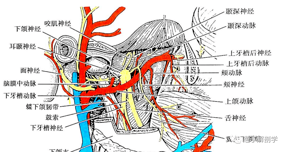 局部解剖学——面部--面侧区