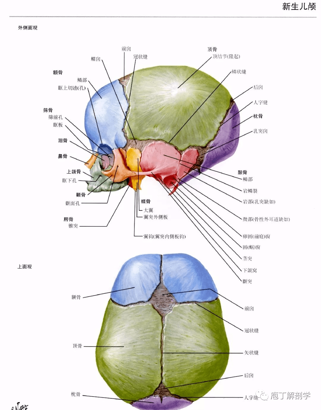 位置 孔 穿过结构 颅前窝 筛孔 嗅神经 视神经管 视神经 眼动脉 颅中
