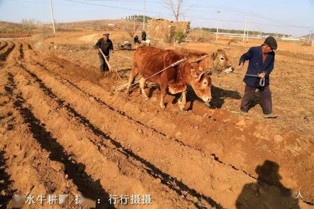 牛年牛精神!泗水牛图大集合