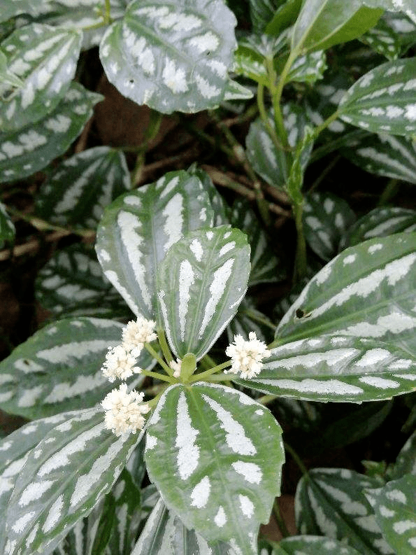 花叶冷水花耐阴又好养,在家养上一盆,清新又雅致