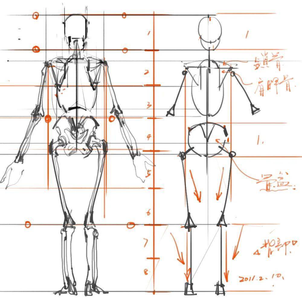 人体骨骼姿势绘画解剖草图参考合集