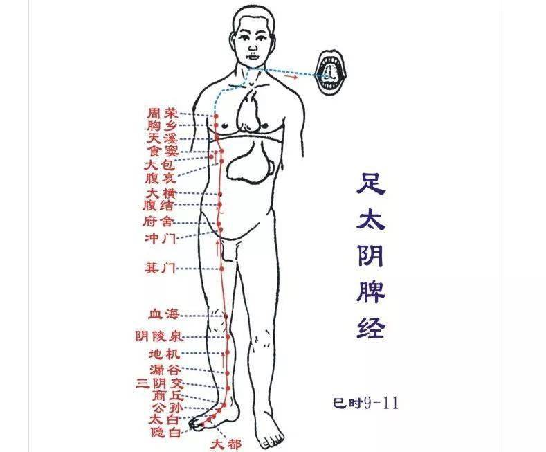我们应该从 脾经入手.