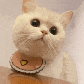 猫咪奶团子表情包(二) 小可爱们还没有关注公众号的可以关注下哦