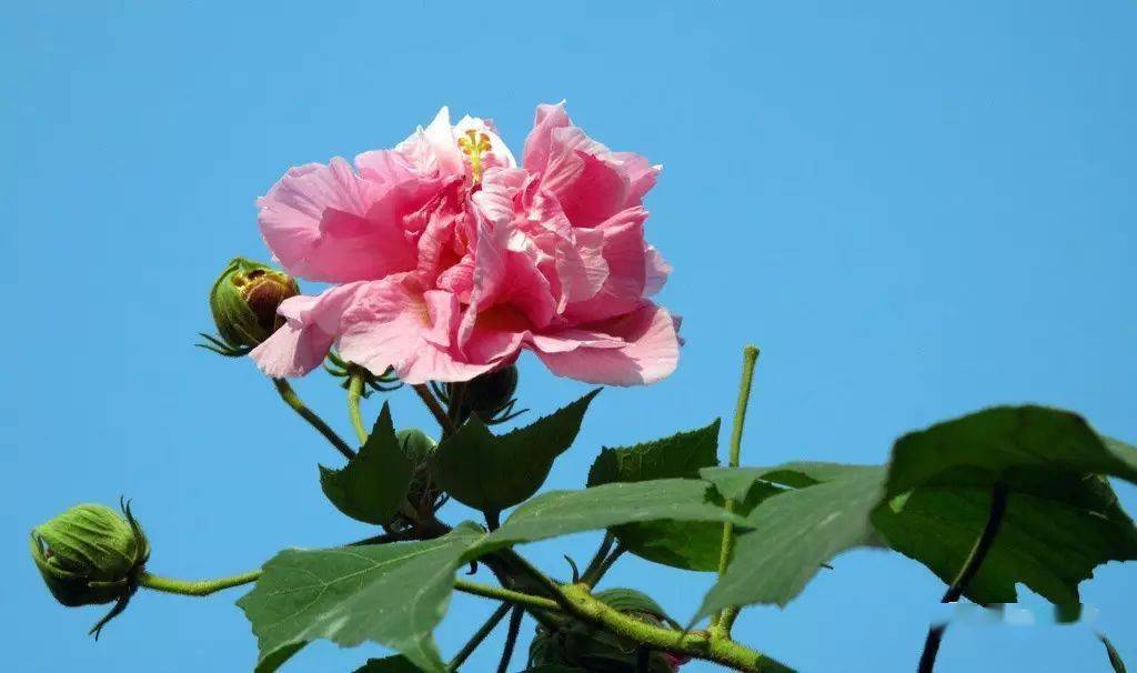 国画教程芙蓉花的写意画法