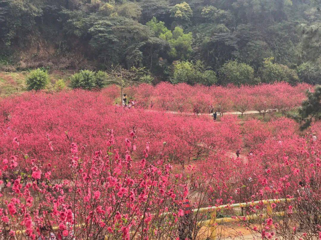 醉美樱花打卡中山浪漫樱花节桃花开了油菜花海美翻了