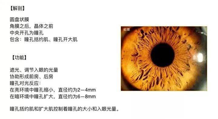 内层(神经层):视网膜 02 眼球内容物 房水(前房,后房),晶状体,玻璃体