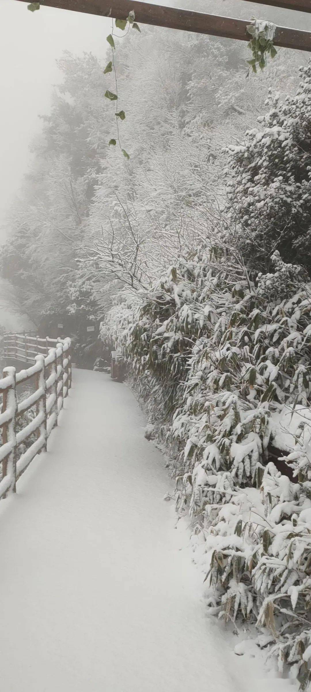 万源八台山过年下雪啦!好美.