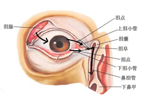 终于,眼部的肌肉收缩发力,泪液就通过 鼻泪管 —— 这根联通眼和鼻的