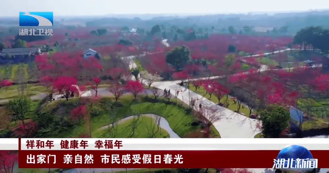 在荆州市八岭山镇铜岭村的恒荣梅园里,万树梅花争相吐艳.