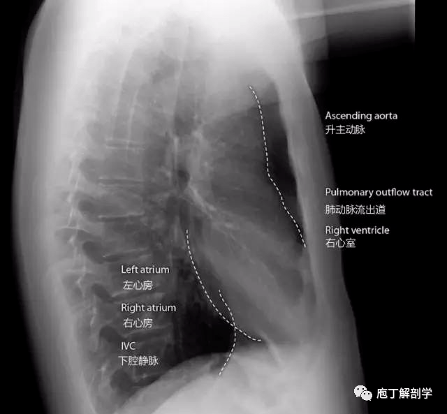 经验谈胸片观察10大死角