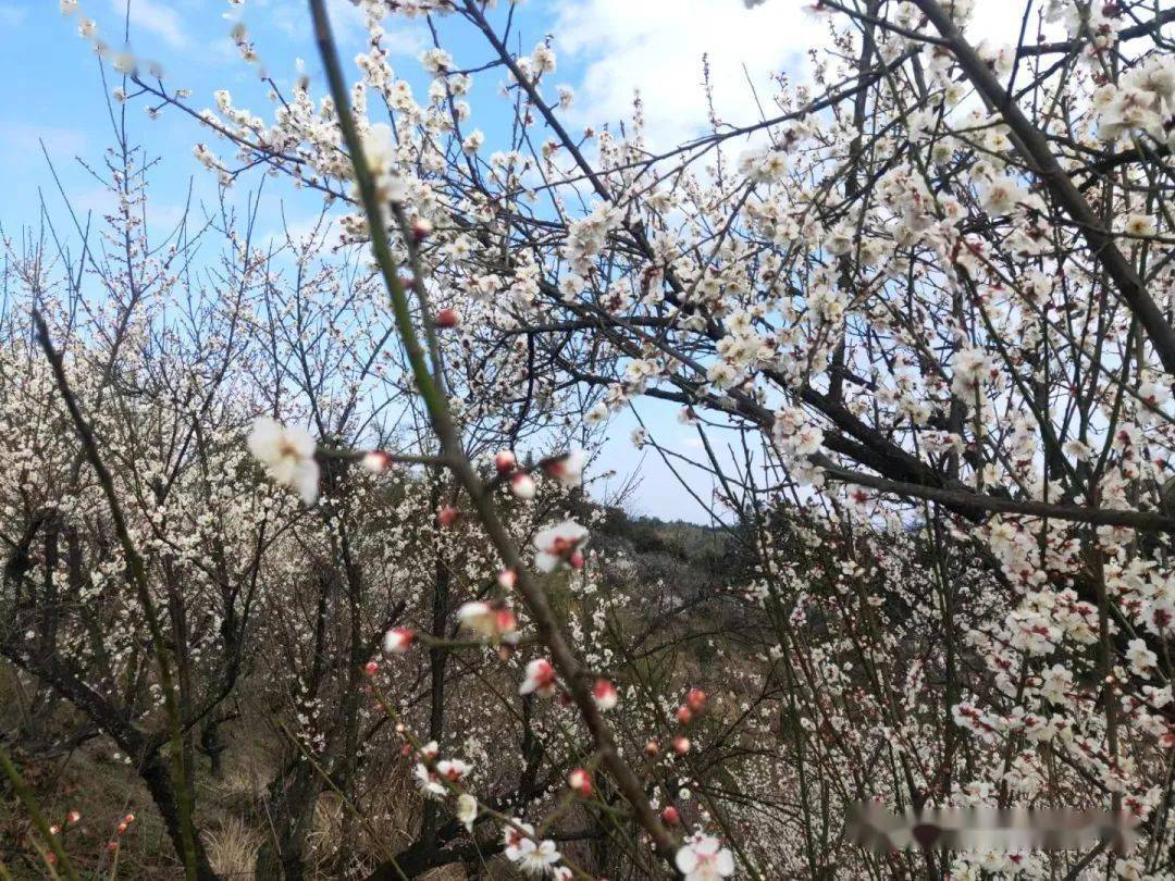 【远航户外】悠游梅花沟 梅林香雪海(安吉赏梅)