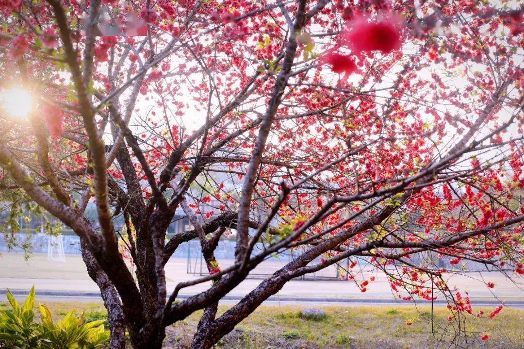 赏花"仙境"|信科网红"桃林",花开了!_桃花