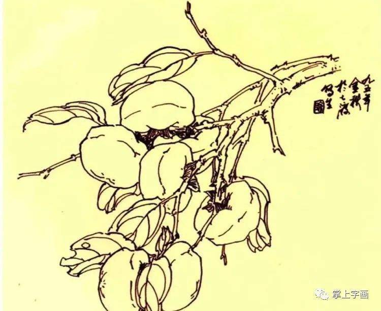 图文教程:柿子的画法,一学就会