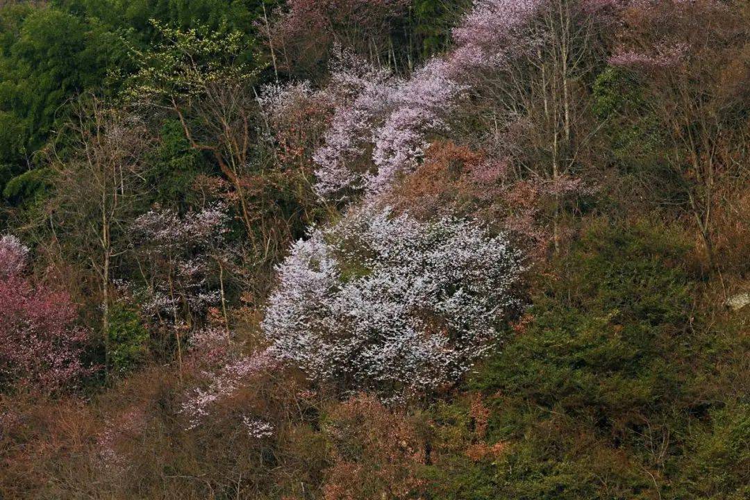 却已经是一片春意盎然位于陈宅镇开化村的大山里天气还是初暖乍寒时