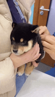 三只小柴犬打针竟有只戏精到灵魂出窍太夸张了