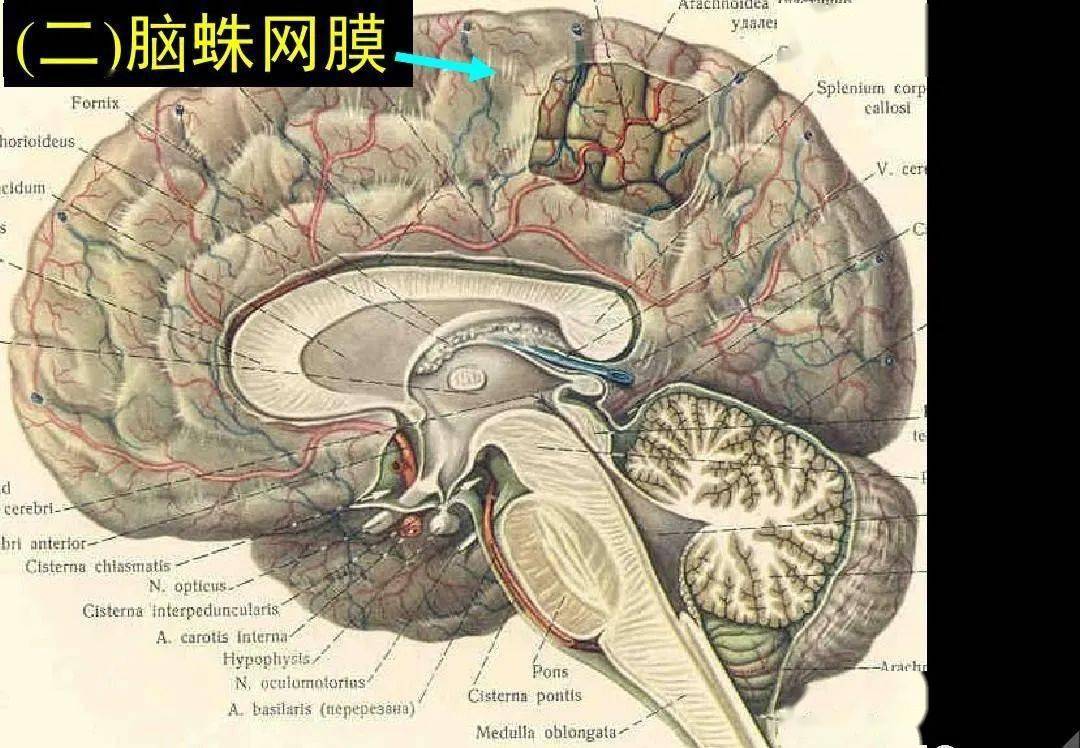 高清解剖:脑室/脑池/脑膜