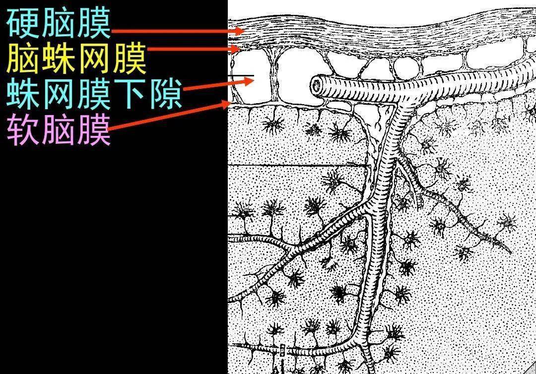 高清解剖脑室脑池脑膜