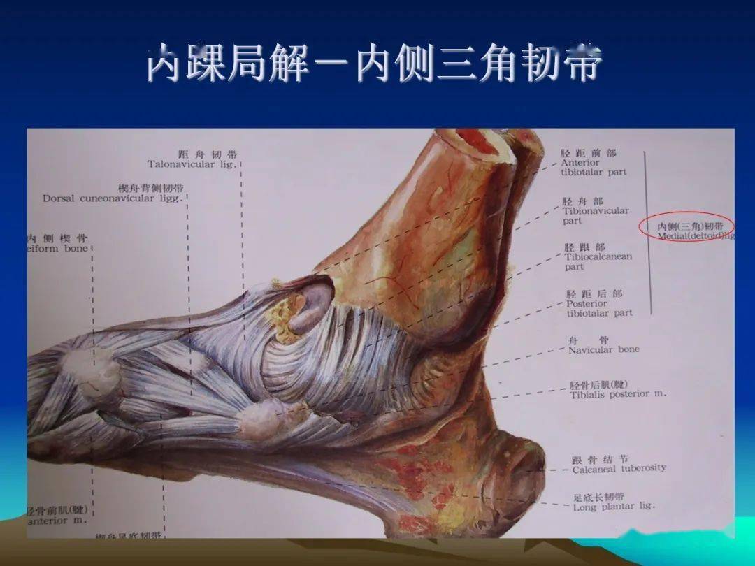 内外侧韧带实体解剖 ct,mri断层解剖及比较 mri检查条件及方法 踝关节
