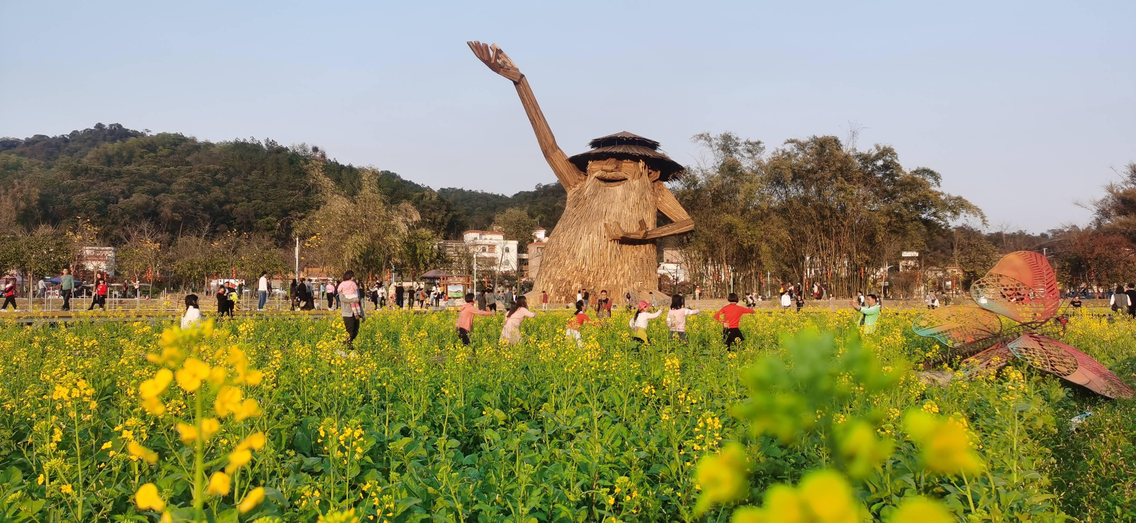 花都这片油菜花田盛开,金色花海沁人心脾_红山村