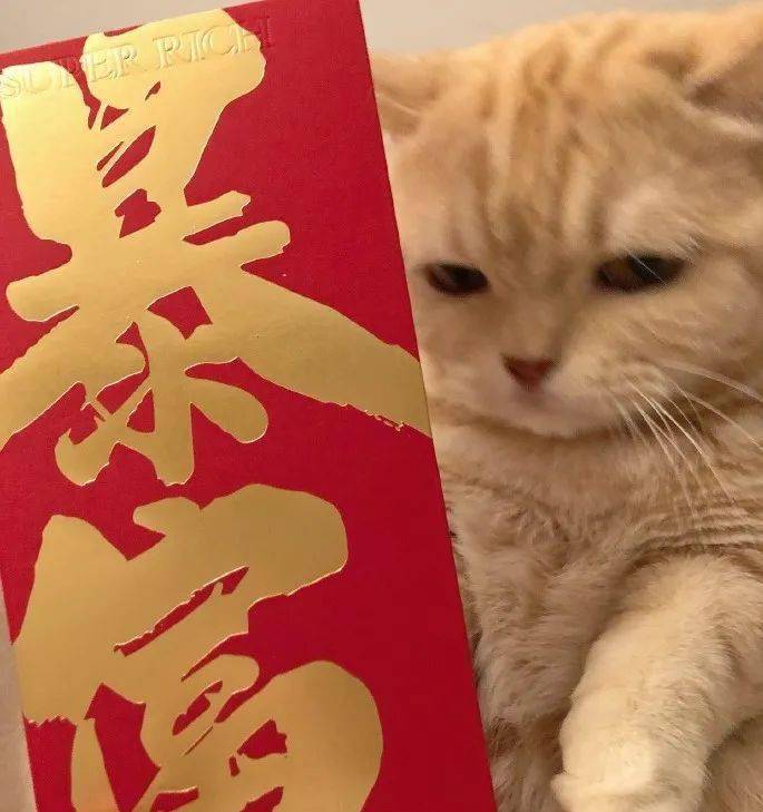 开工大吉猫咪头像这个年吃的有点多